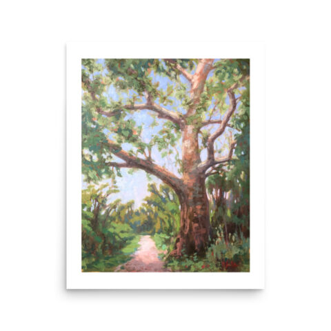 The Big Sycamore Fine Art Print