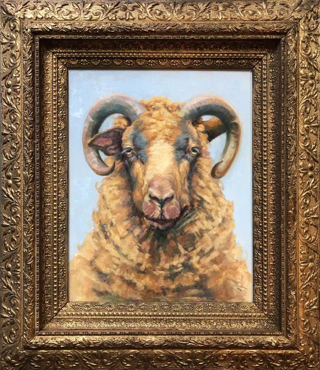 woolly-bully-shetland-sheep